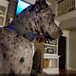 Meet your Posher, Teddy